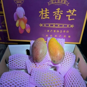 树上熟桂香芒果